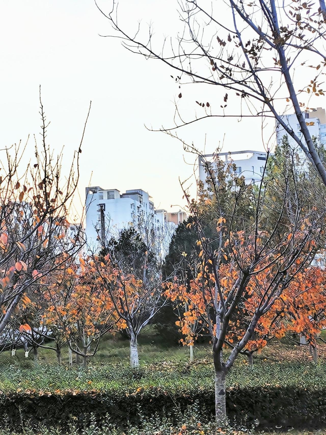 今天又来晒图了，进入了初冬天气冷了。树叶变成橙黄色，午后的阳光下它也很美