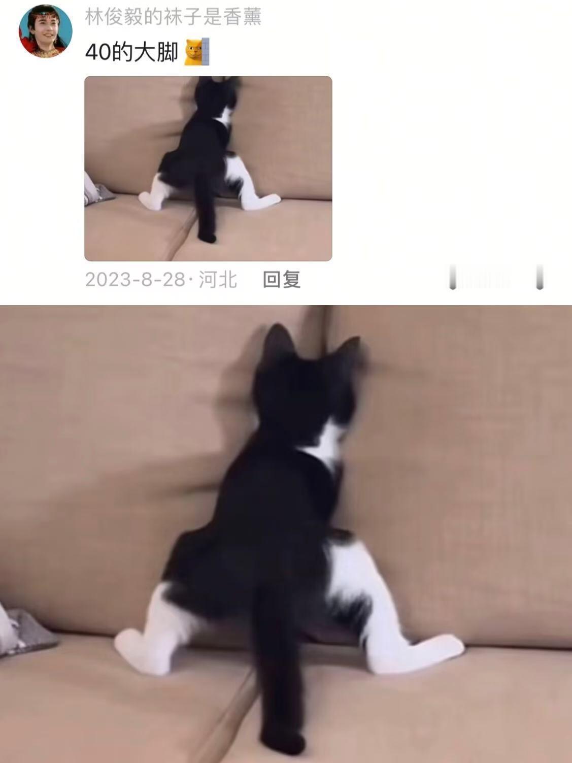 【奶牛猫】防止你没见过：猫咪40的大脚​​​