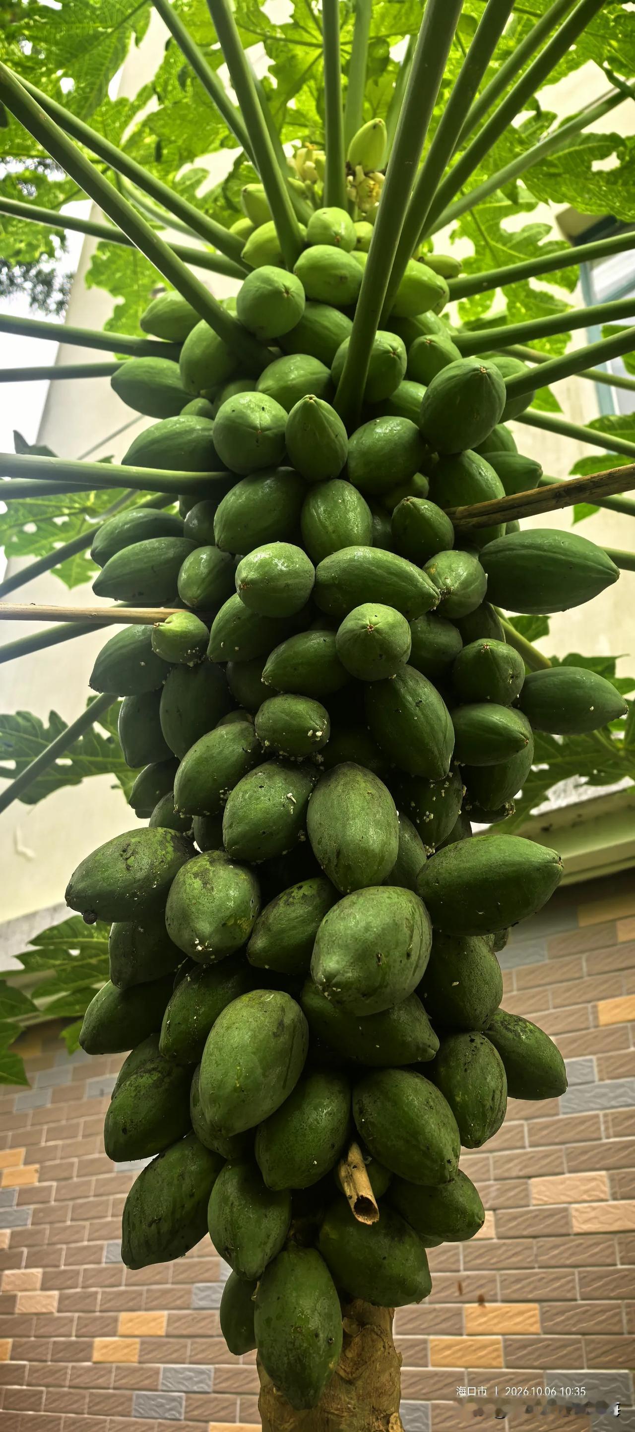 一棵木瓜树最多可以结多少个木瓜？常规商业种植中，不同品种的单株年产量通常在3