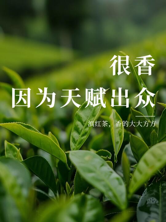 香气天赋，滇红给你答案