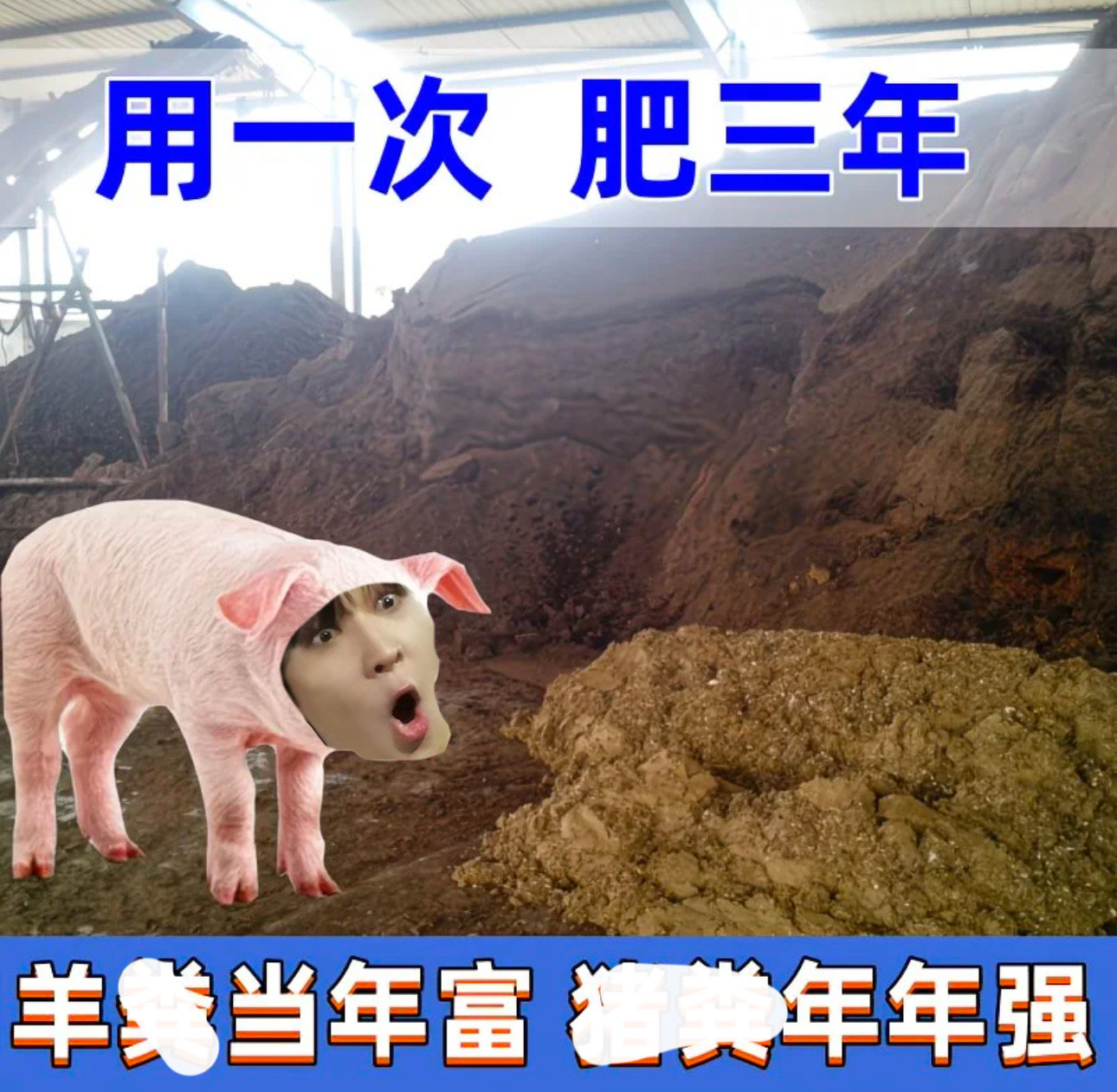 表情包推荐｜猎奇表情包｜臭猪｜肥猪