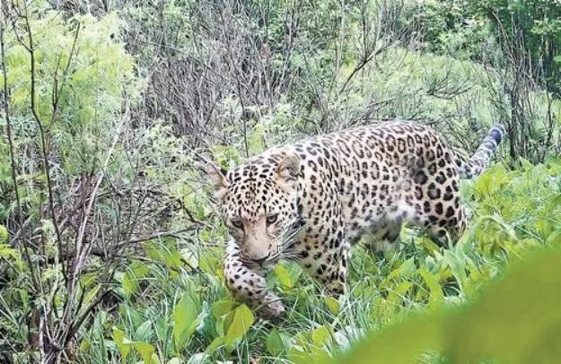10月28日，据央视新闻报道报道，近日，河北省太行山北段、阜平、小五太山区域发现