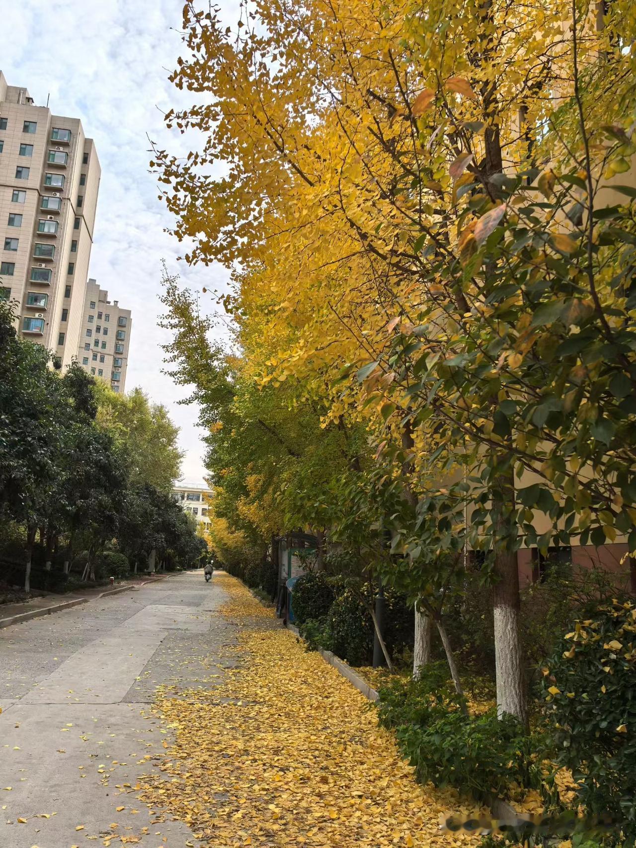 今天真有冬天的感觉了，树叶都掉了一地。