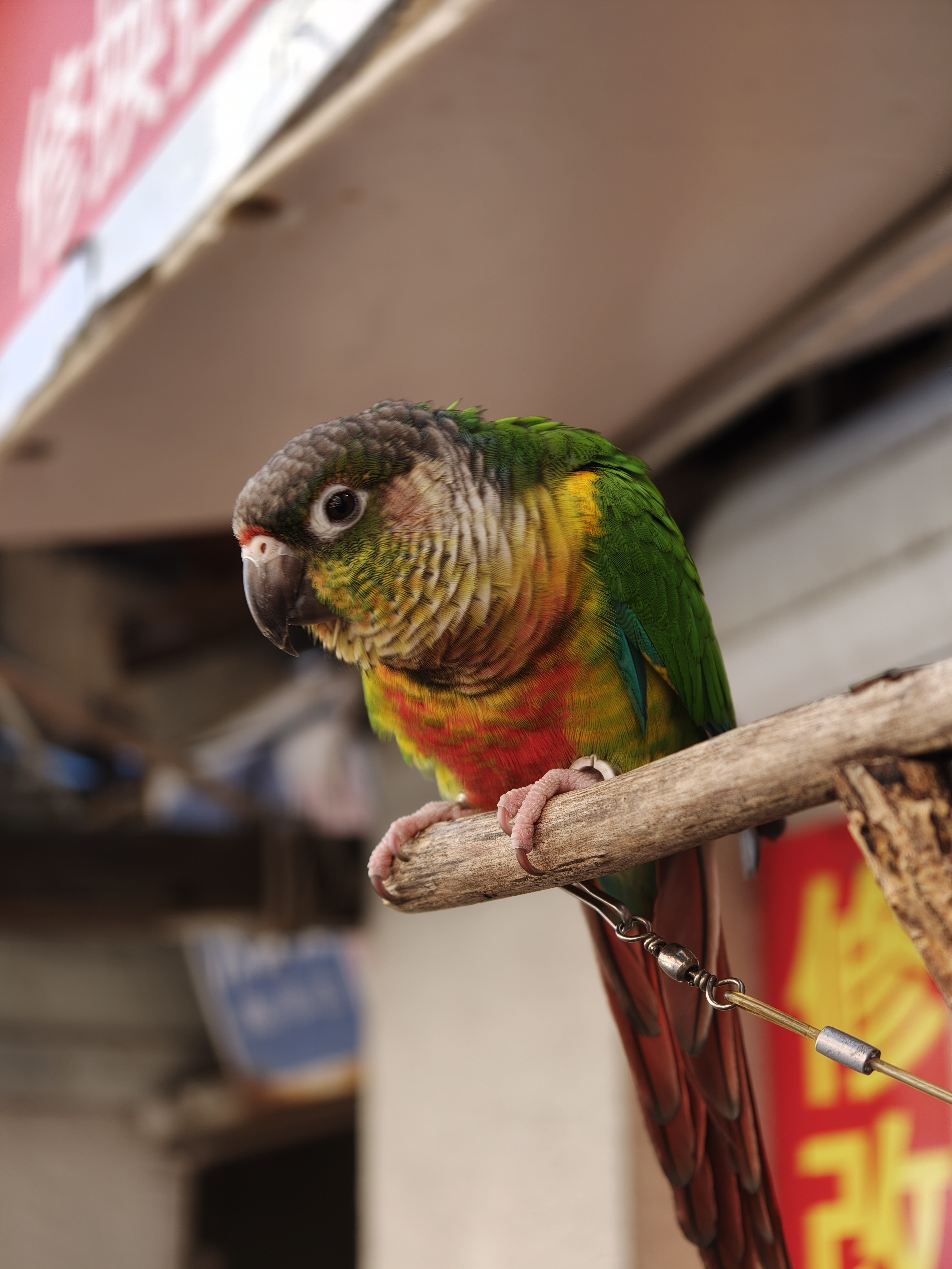 撩了这只小太阳鹦鹉半天，一句话没跟我说