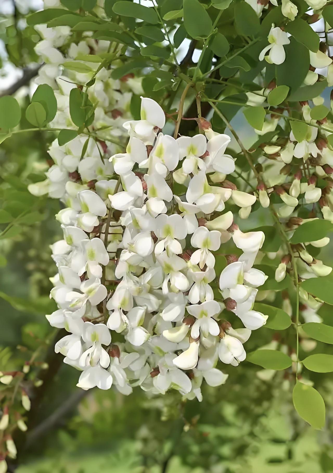 皇家园林里的槐花麦饭清晨跑步到大明宫遗址公园，整个公园都飘着槐花甜丝丝的味道