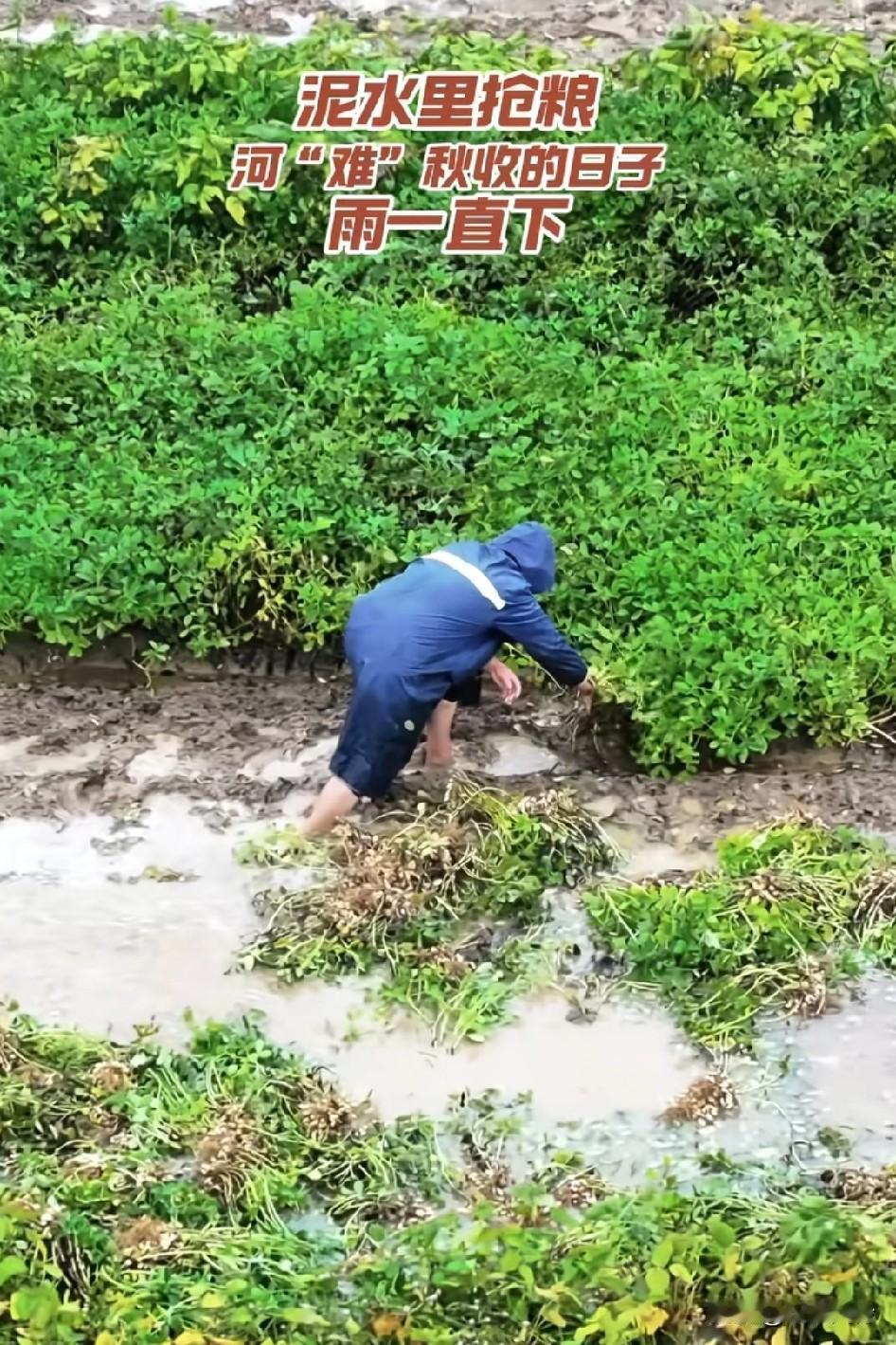 夏天顶着40度高温浇了三四遍的玉米，终于在即将秋收的季节，全部淹死了泥水里抢粮