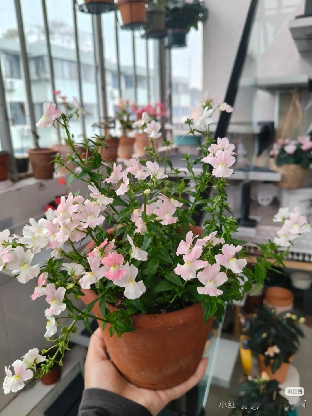 女孩指着房产证上男友一人的名字，声音发颤地质问。她哭着跑回家扑进妈妈怀里。母亲