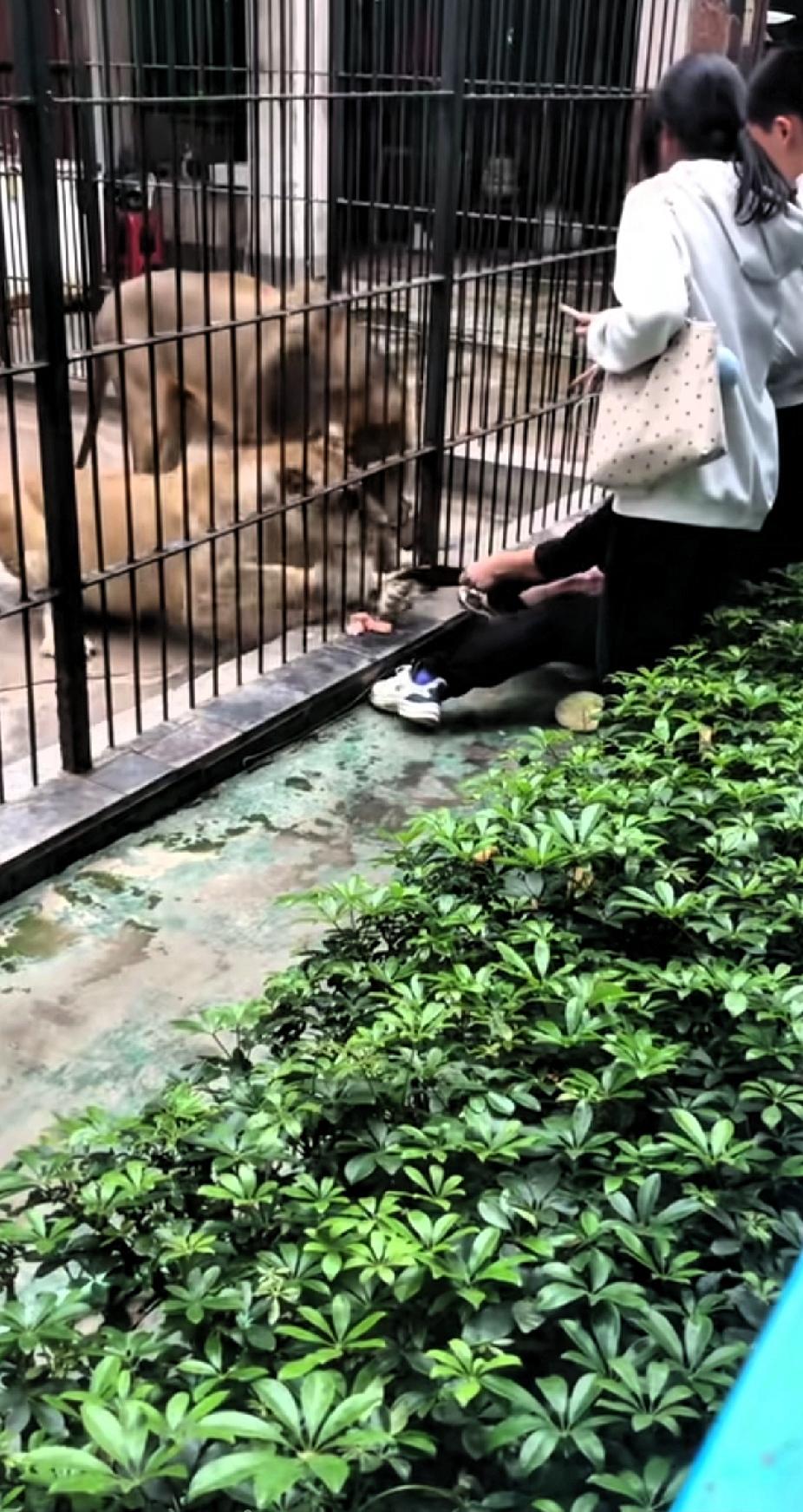 太可怕了！游客跨越栏杆投喂狮子，被狮子突然抓住孩子的脚，孩子吓的大哭，家长紧紧