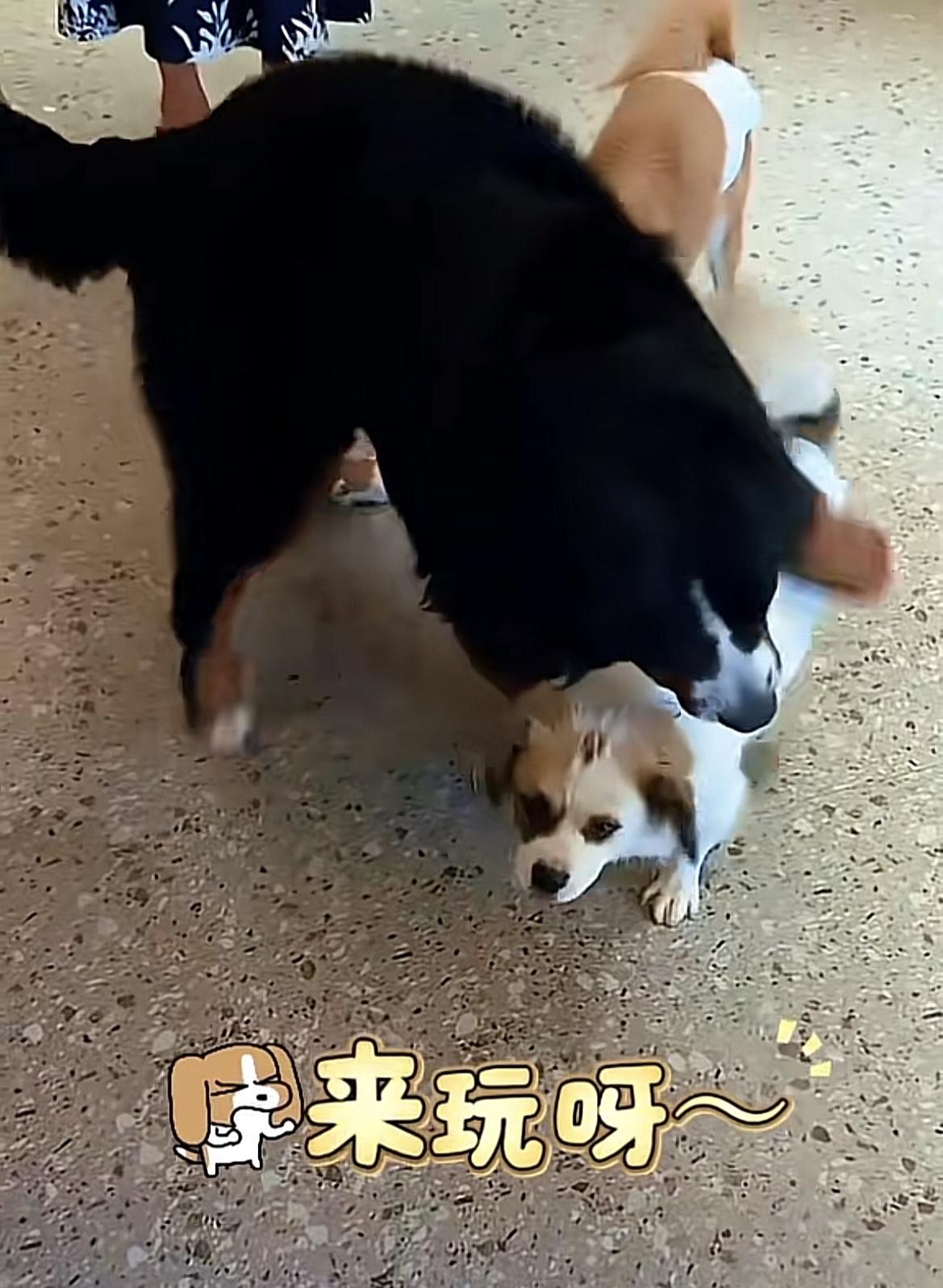 山东烟台，身价5万的伯恩山犬啾啾想当老大了，总爱把腿搭在白17身上，黄17可不干