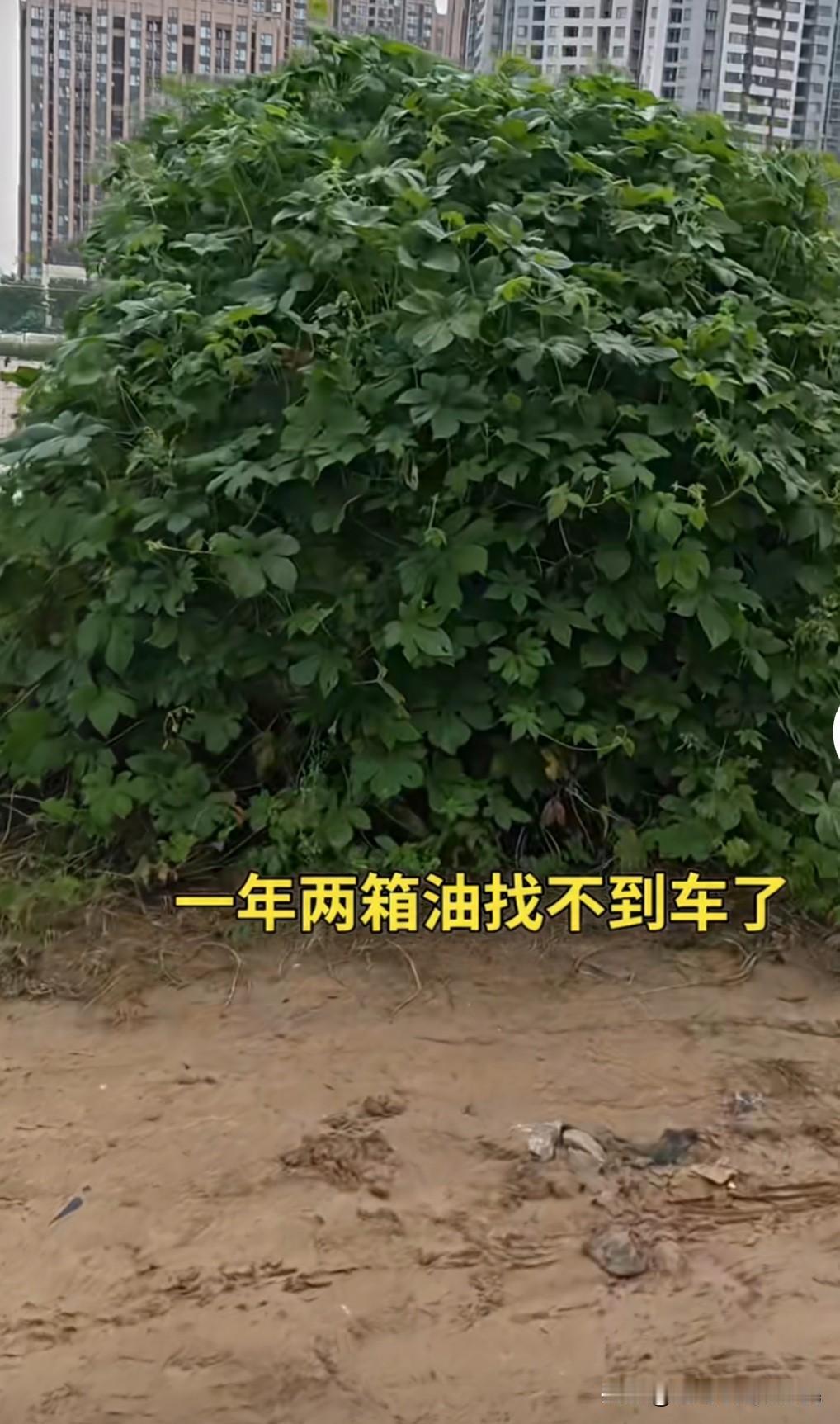 一年两箱油的人，为什么还要买车？一年两箱油是哪两箱呢？就是回老家一箱