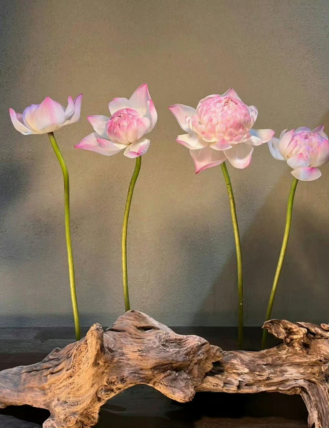 玉瓶荷花…​​​