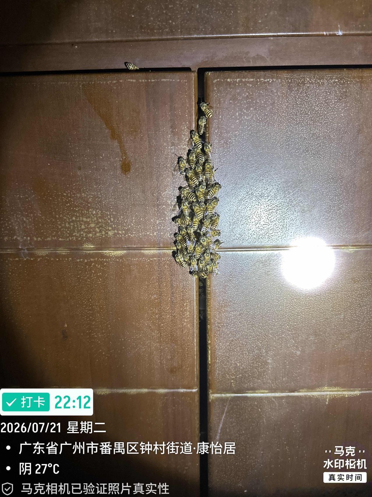 阳台鞋柜里面的蜂巢已经酿出蜂蜜了，不过不会采食它们，也很少打扰它们，是不是考虑买