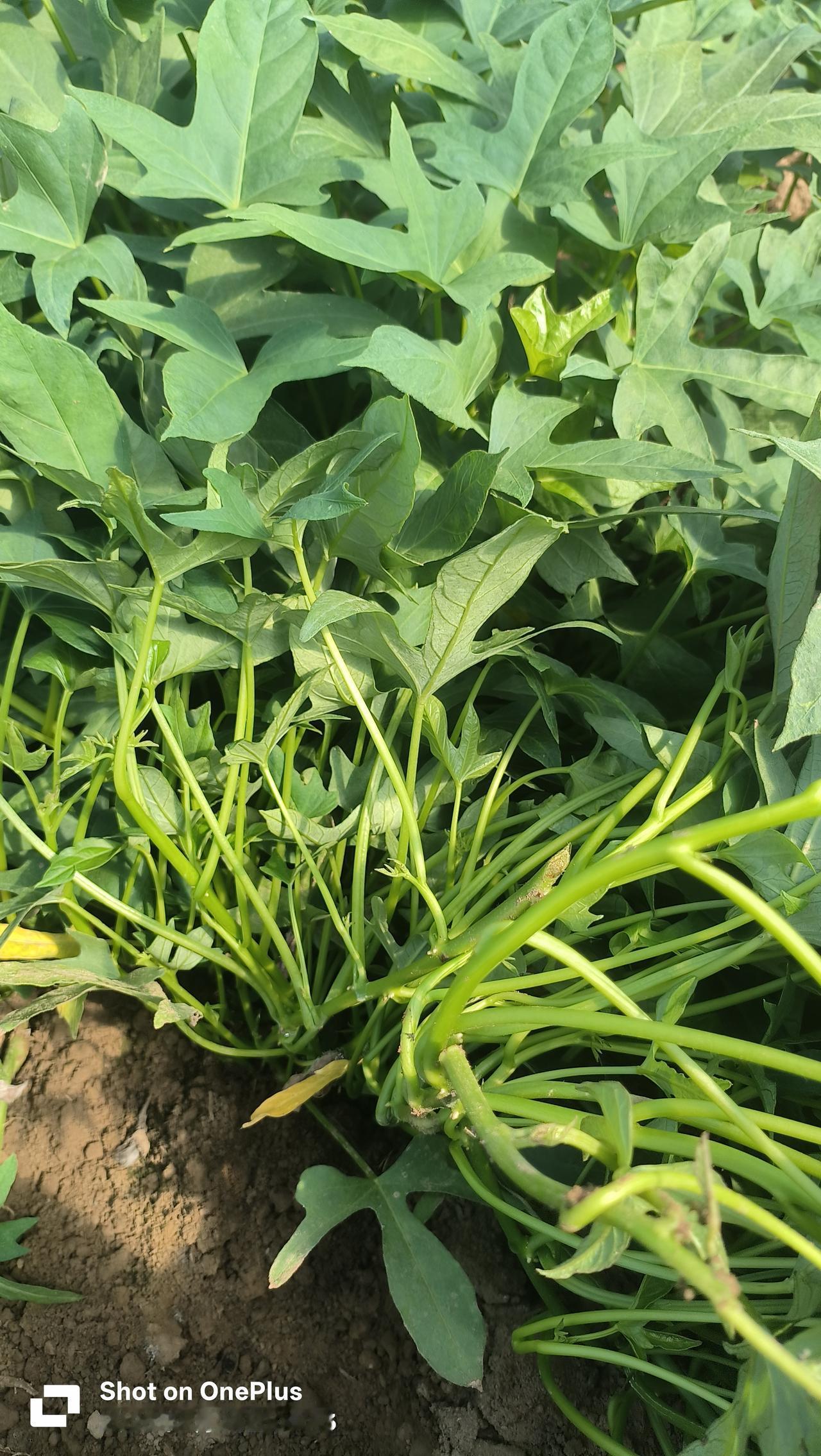 红薯为什么会旺长红薯控秧红薯苗扦插红薯采苗方法红薯苗后方案红薯控旺膨大