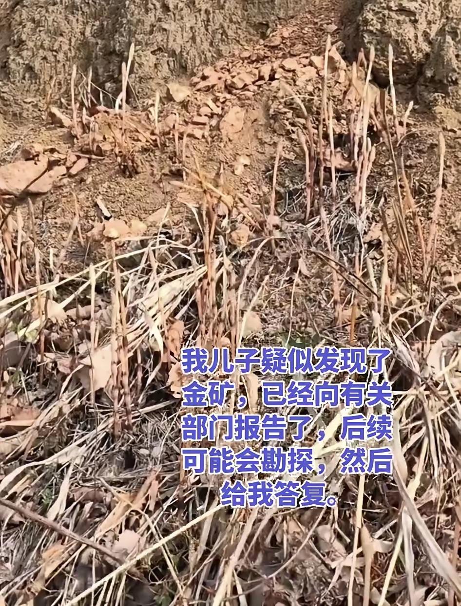 辽宁大连，8岁男孩和家人爬山挖野菜时，孩子突然指着一片枯草地说“这是问荆草，这种