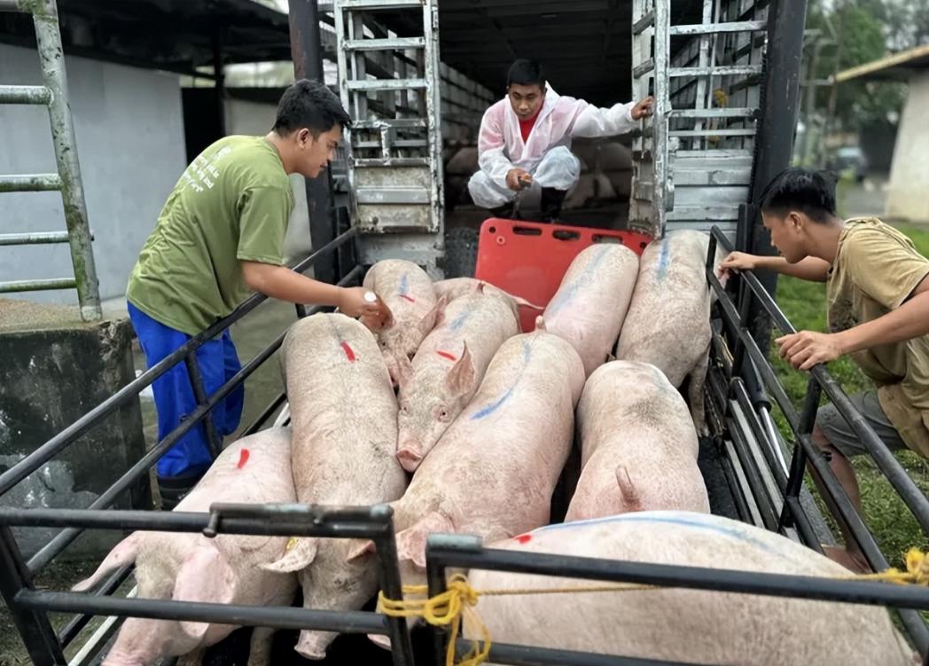 中国海关以非洲猪瘟为由，封死菲律宾全部猪肉进口！很多人以为，这只是一次普通的动植