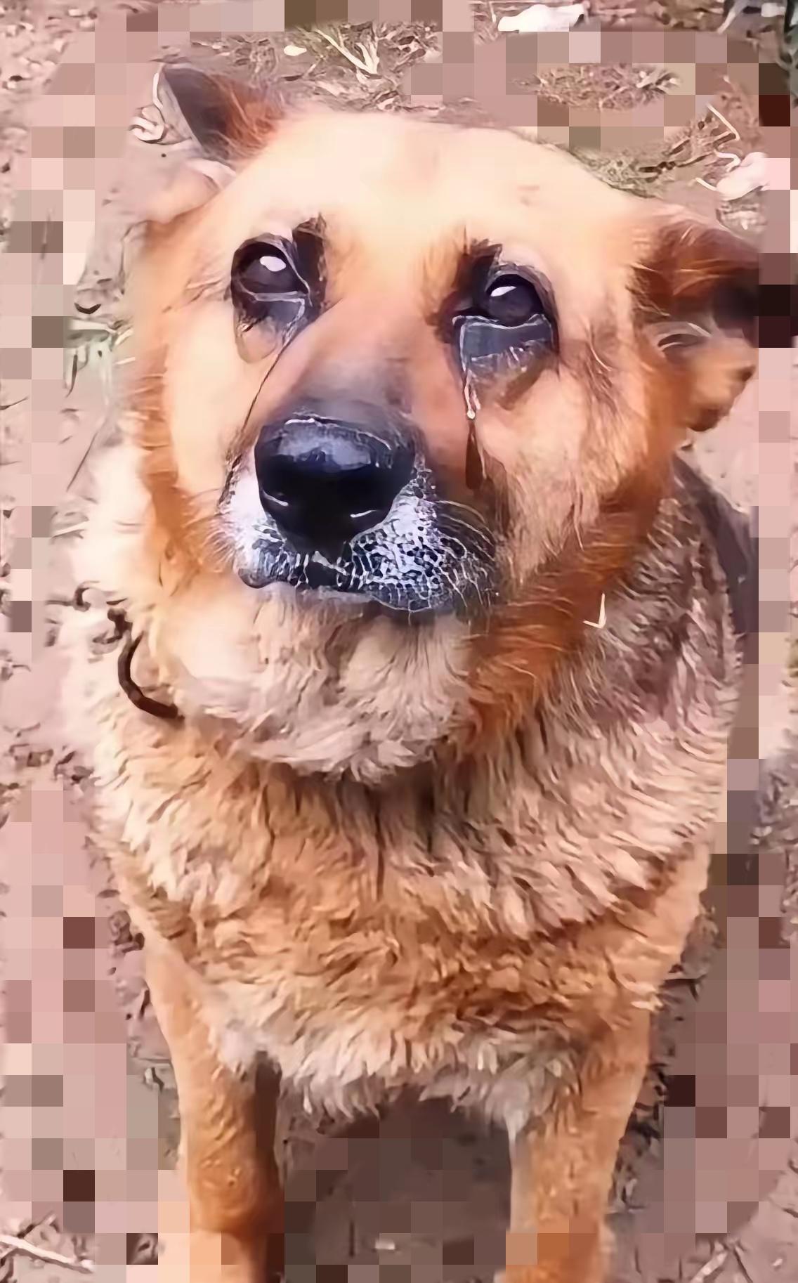 真的看破防了！陪伴了十几年的老黄狗，主人狠心拉去狗市卖掉，最后一幕却让人瞬间泪目