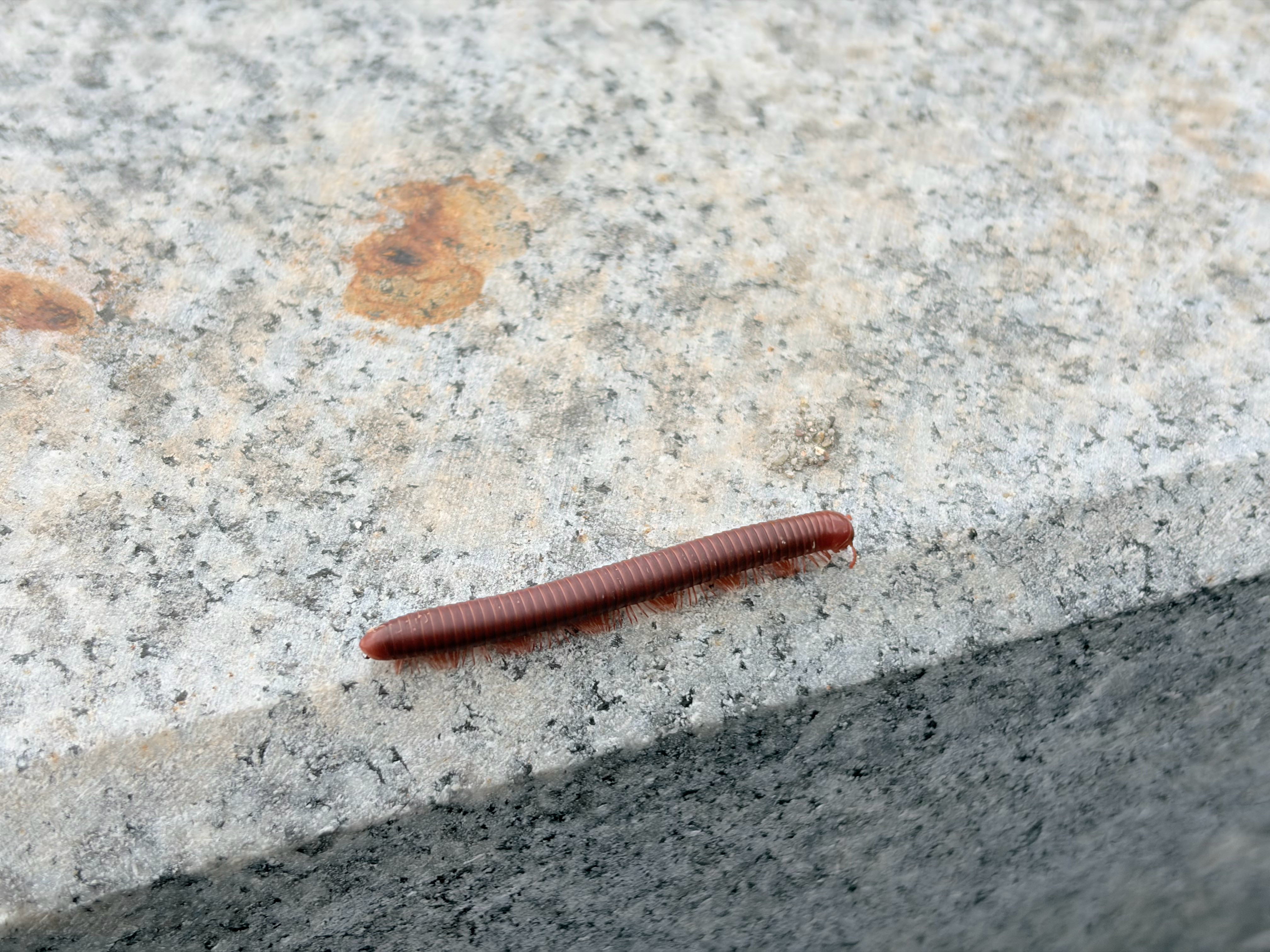 今天遇到的，这是蜈蚣宝宝吗？