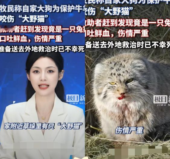 太可怜了！近日，内蒙古一只大狗为保护牛羊，咬伤“大野猫”，牧主也没当回事，结果，