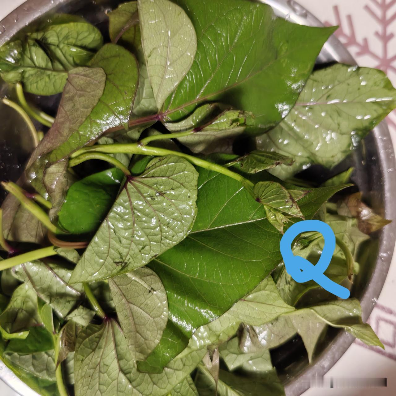 红薯不翻蔓，红薯藤也分叉多，那藤蔓顶端嫩头，就可直接带藤带叶梗掐下。掐红薯叶