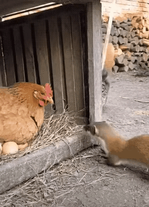 这猫也太讲义气了吧！谁说动物之间只有天敌和竞争，这家里的“猫大哥”直接用行动