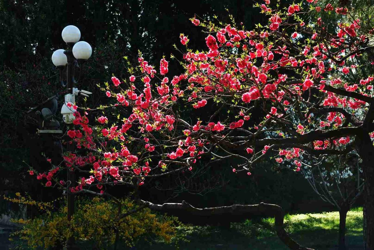 成排的松树前五米左右是正在盛开的桃花，桃花在阳光下熠熠生辉，高大茂密的松树这一边