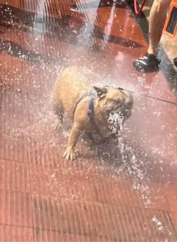 脱口秀演员被高压水枪滋隐私部位狗去了都得坐下别问！问就是尊重文化