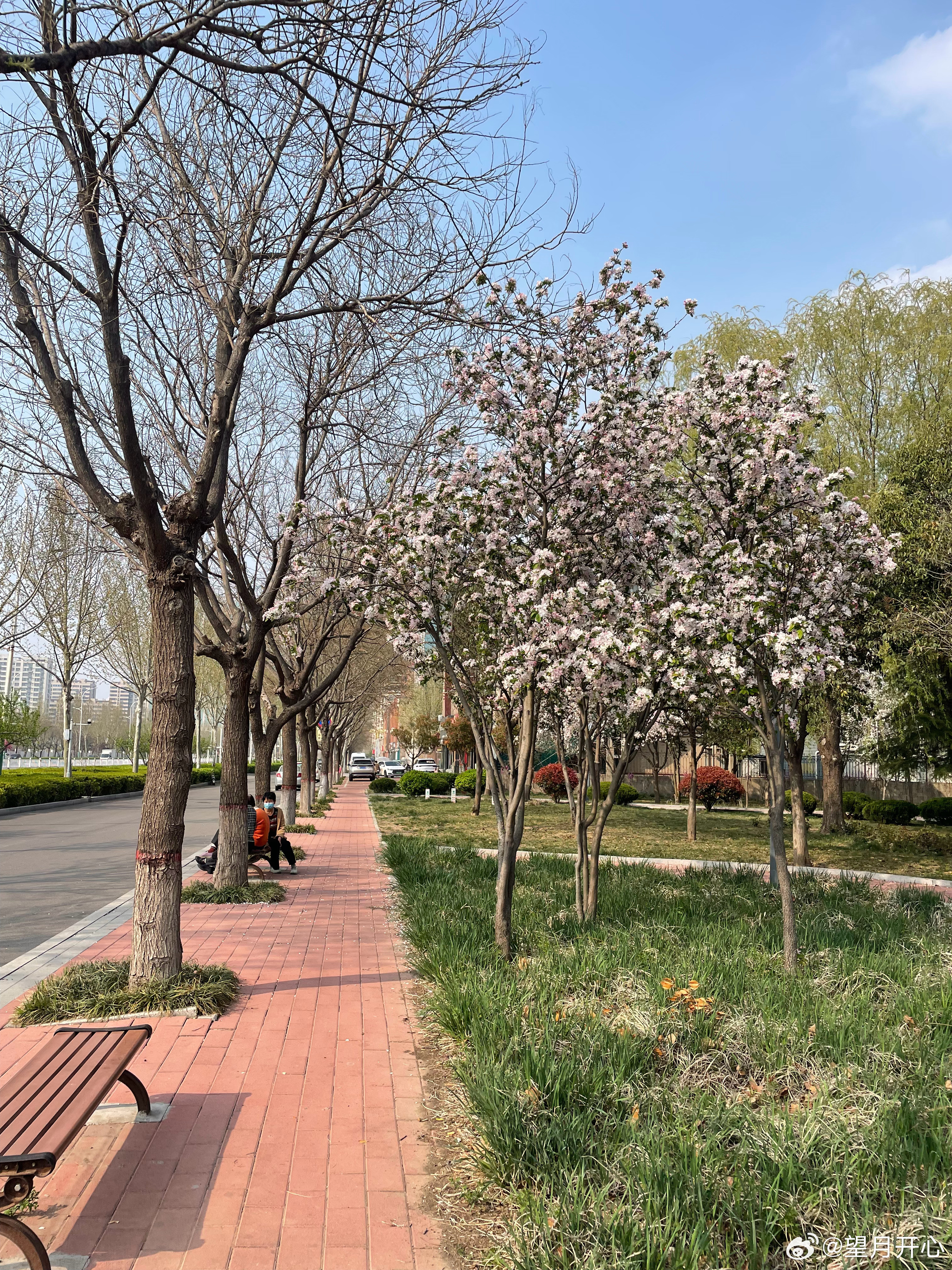 海棠开了真美