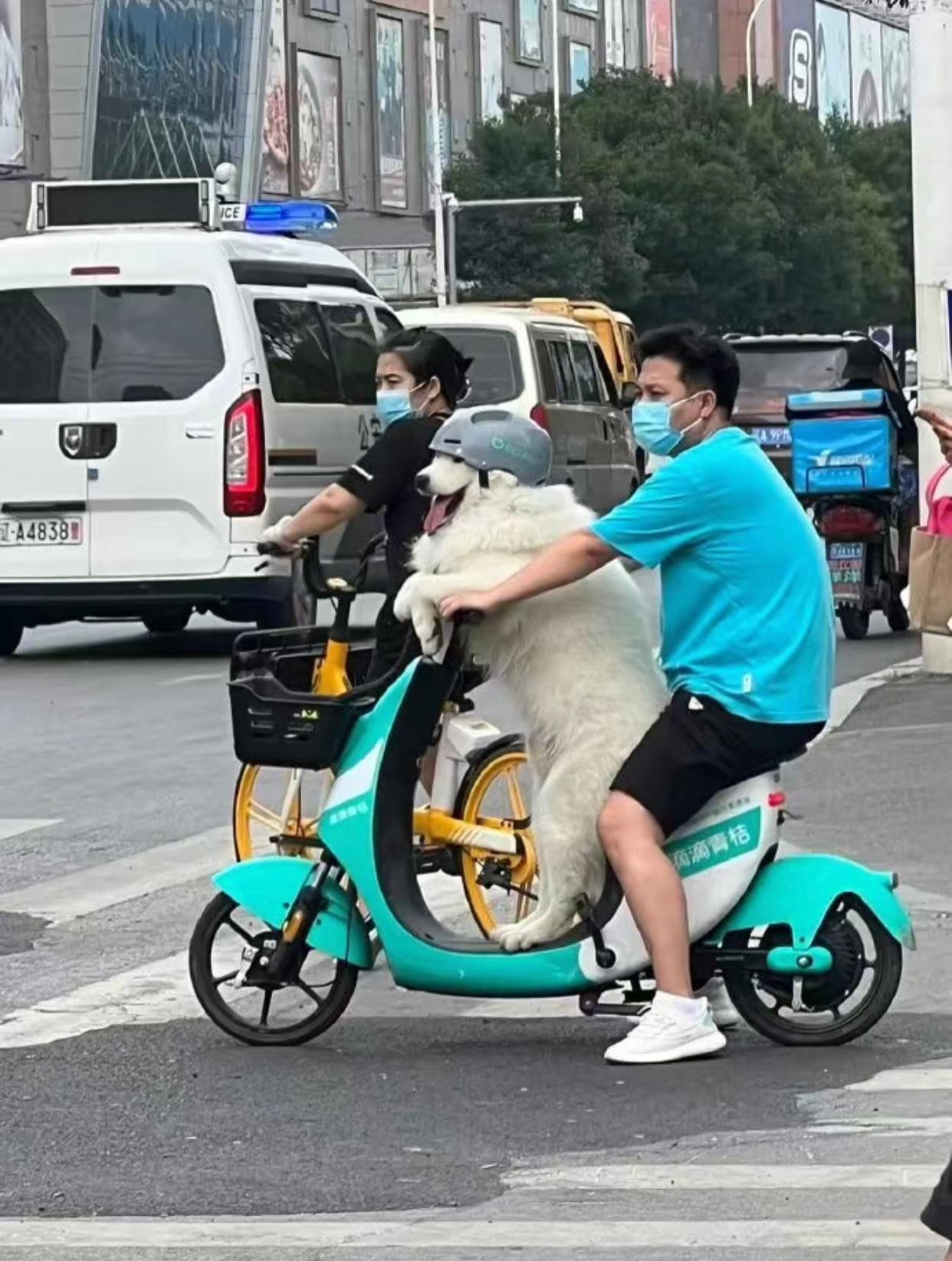 萨摩耶：叫了个代驾