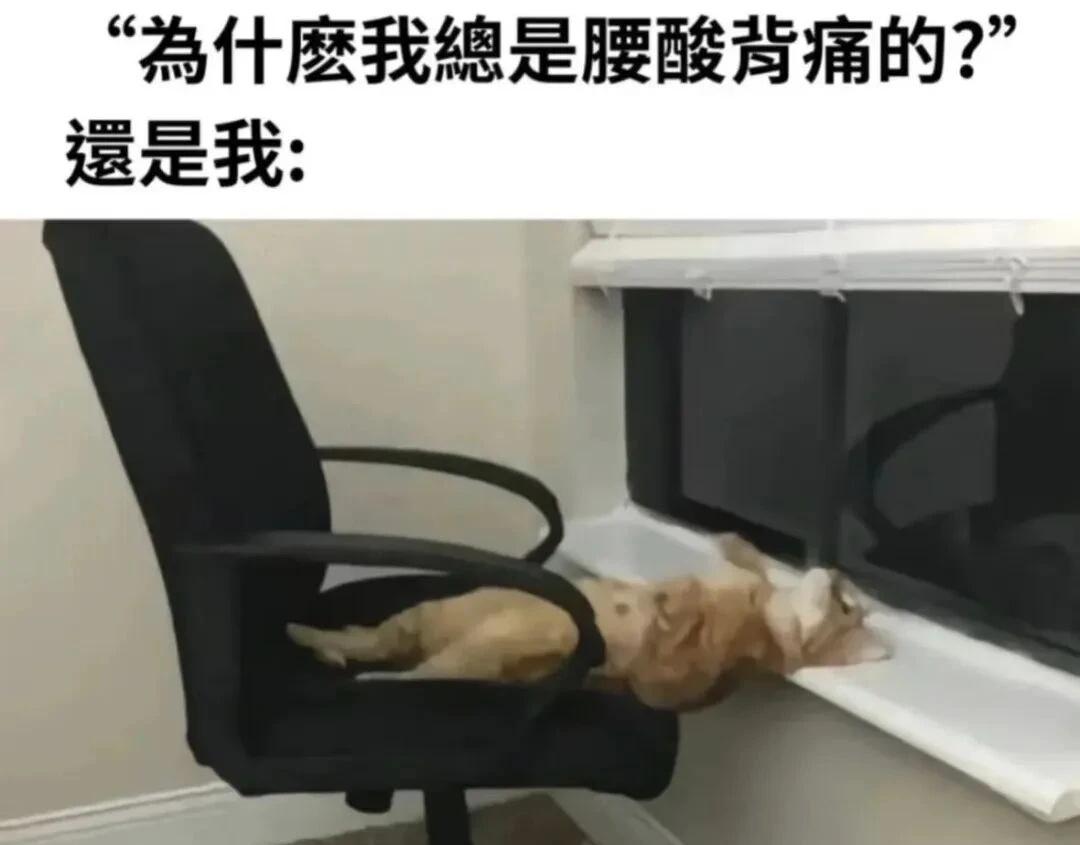 猫猫梗图:为什么我总是腰酸背痛的meme梗图梗图猫猫此图有梗喵喵教猫