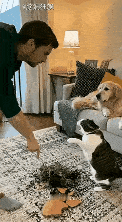 凶手就坐在沙发上点都么赖上我了？猫咪面对主人的指责倍感愤怒。狗狗坐在沙发上偷