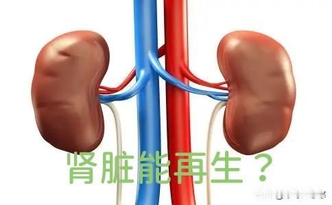震惊，惊喜，肾脏竟然能再生！肾脏之所以难治，肾衰及尿毒症之所以不能逆转，就是因
