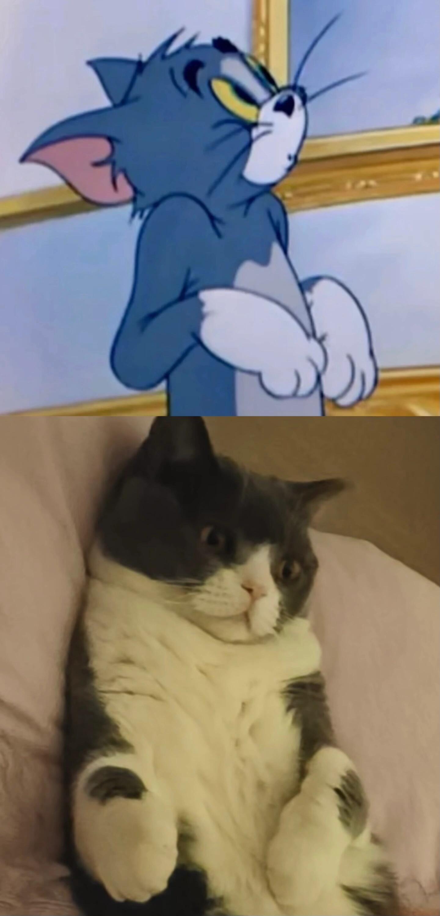 纪录片《猫和老鼠》