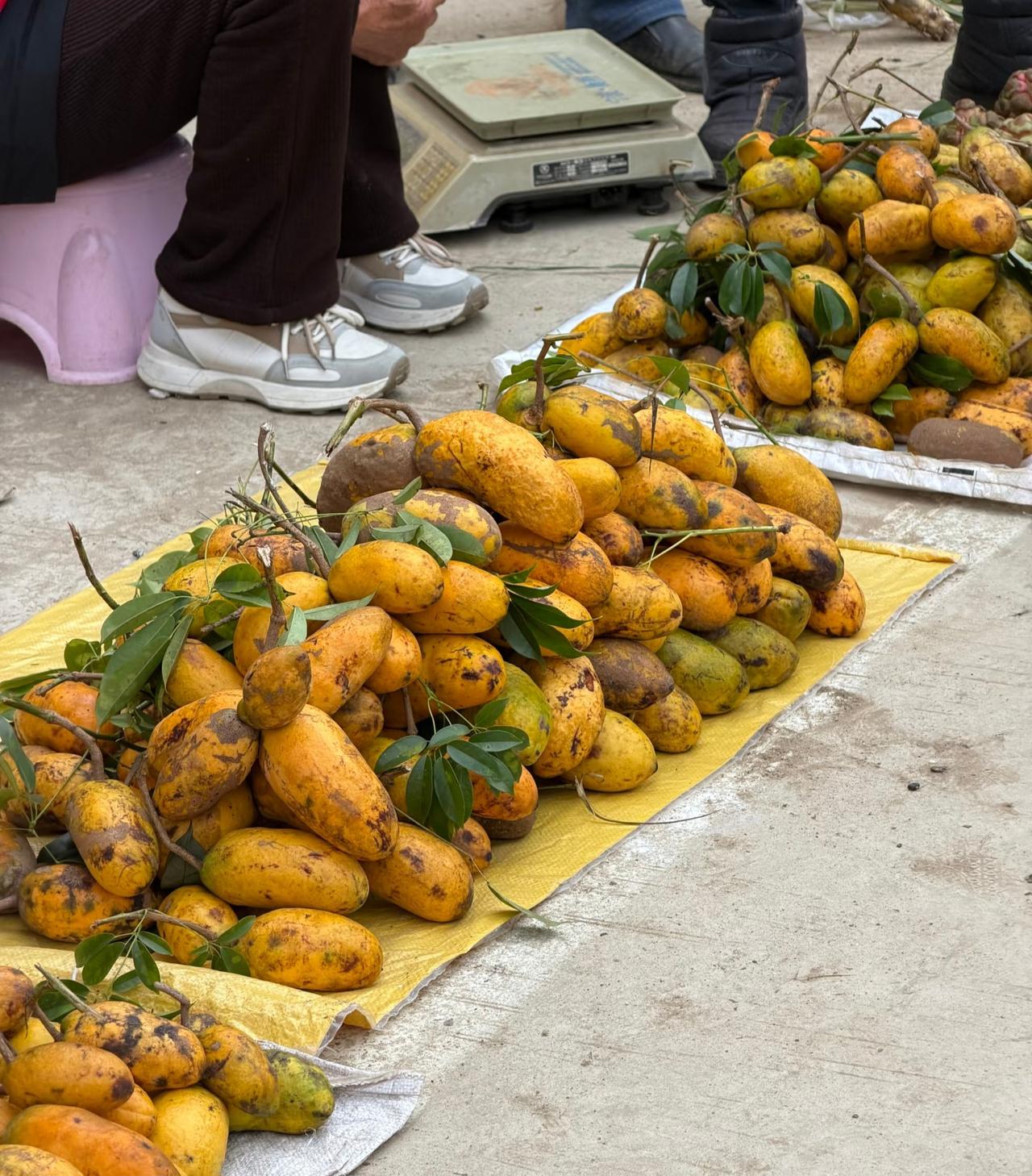 野果成熟啦各种叫不上名字的果子全是童年的回忆山中的果子农村野生果野生山
