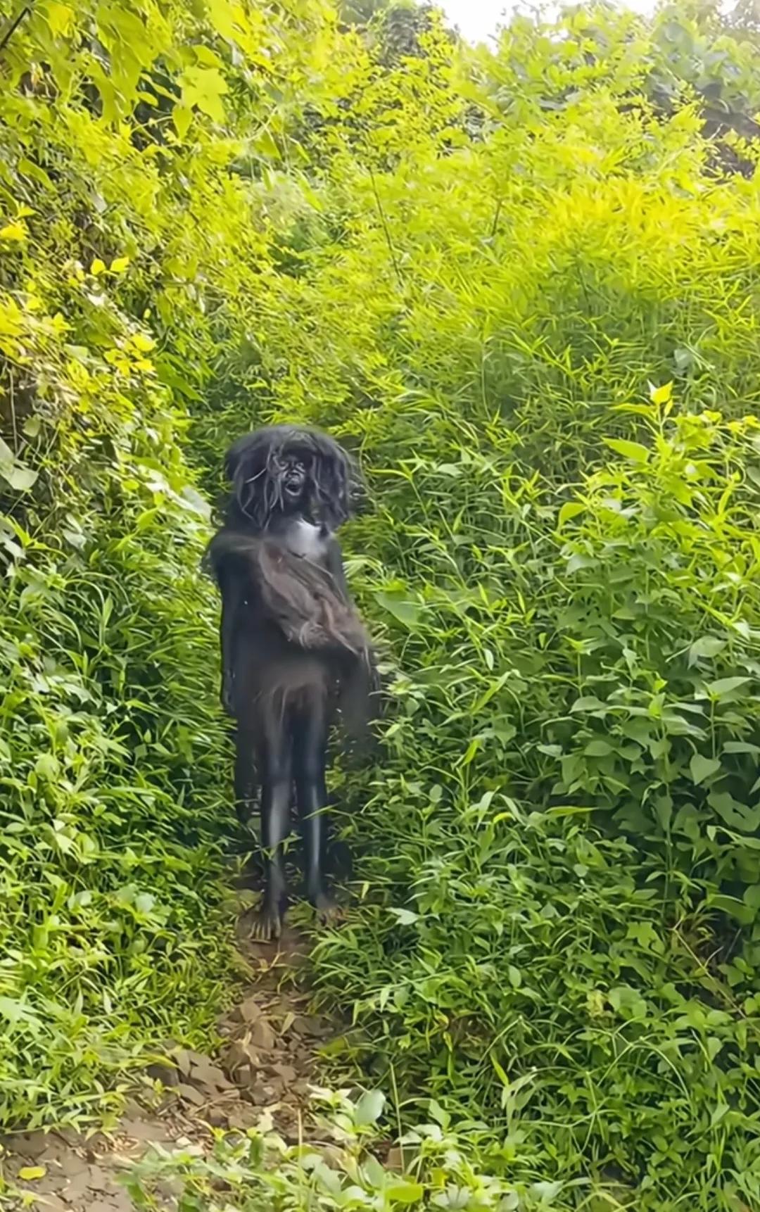 网友惊奇发现印尼曼特部落族人！