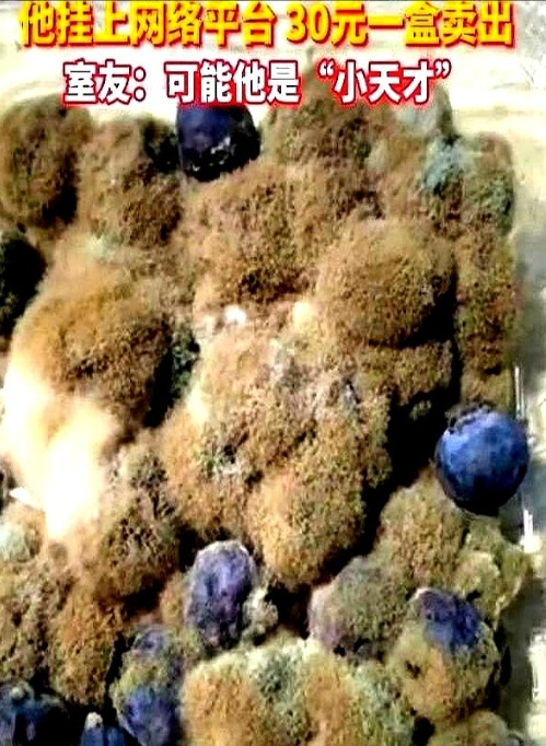 湖北武汉，一名大学生买了一盒蓝莓放在宿舍里，结果一拖再拖，等想起来的时候，蓝莓已