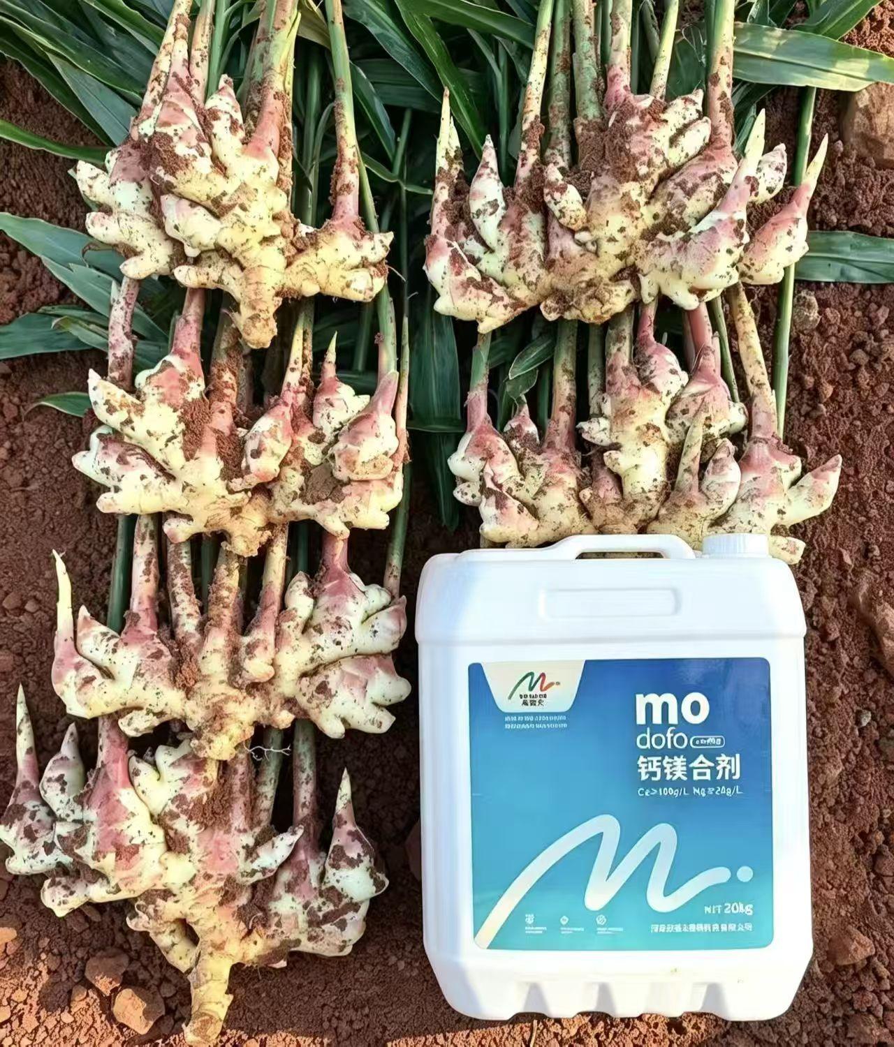 唯有深耕土地的人，方能读懂这一瞬的浪漫。生姜种植管理云南文山生姜茂道夫钙镁