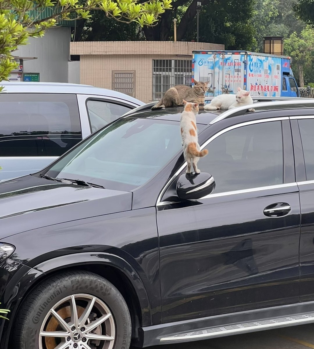 一大早就看到奔驰车顶上有几只猫在白天聚众三花猫还是挺可爱