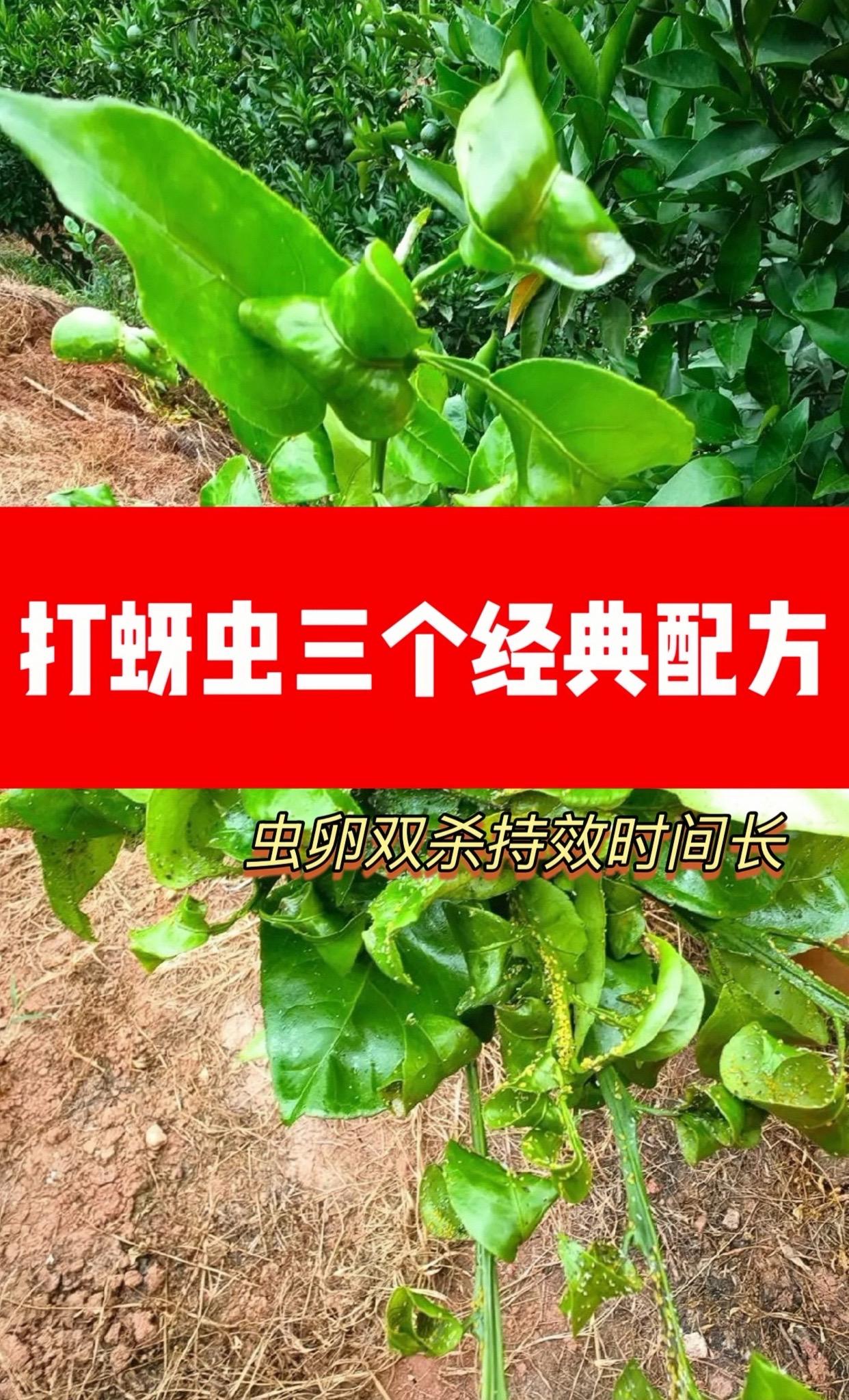 三个经典配方适合蚜虫防治初期爆发期,除了打蚜虫还可以打春季刺口失害虫果树管