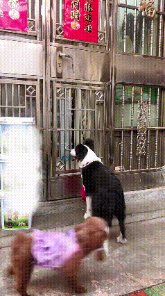 真的被这三只狗狗的智商狠狠震撼到了！也太听话、太聪明了吧！三只狗子出门溜达