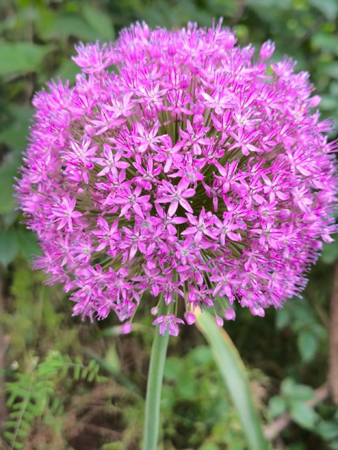 ‎种植大花葱最佳种植时间为10月中旬至11月（秋播为主，需春化开花），次
