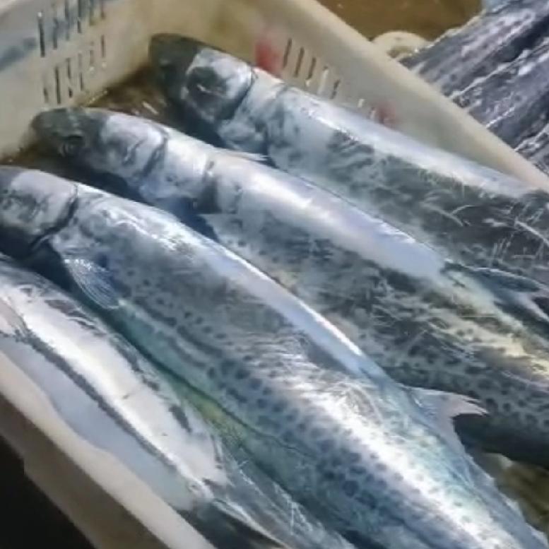 看看今天红岛海鲜市场上都有哪些海鲜，价格又是如何呢？当流小鲅鱼27块钱一斤；