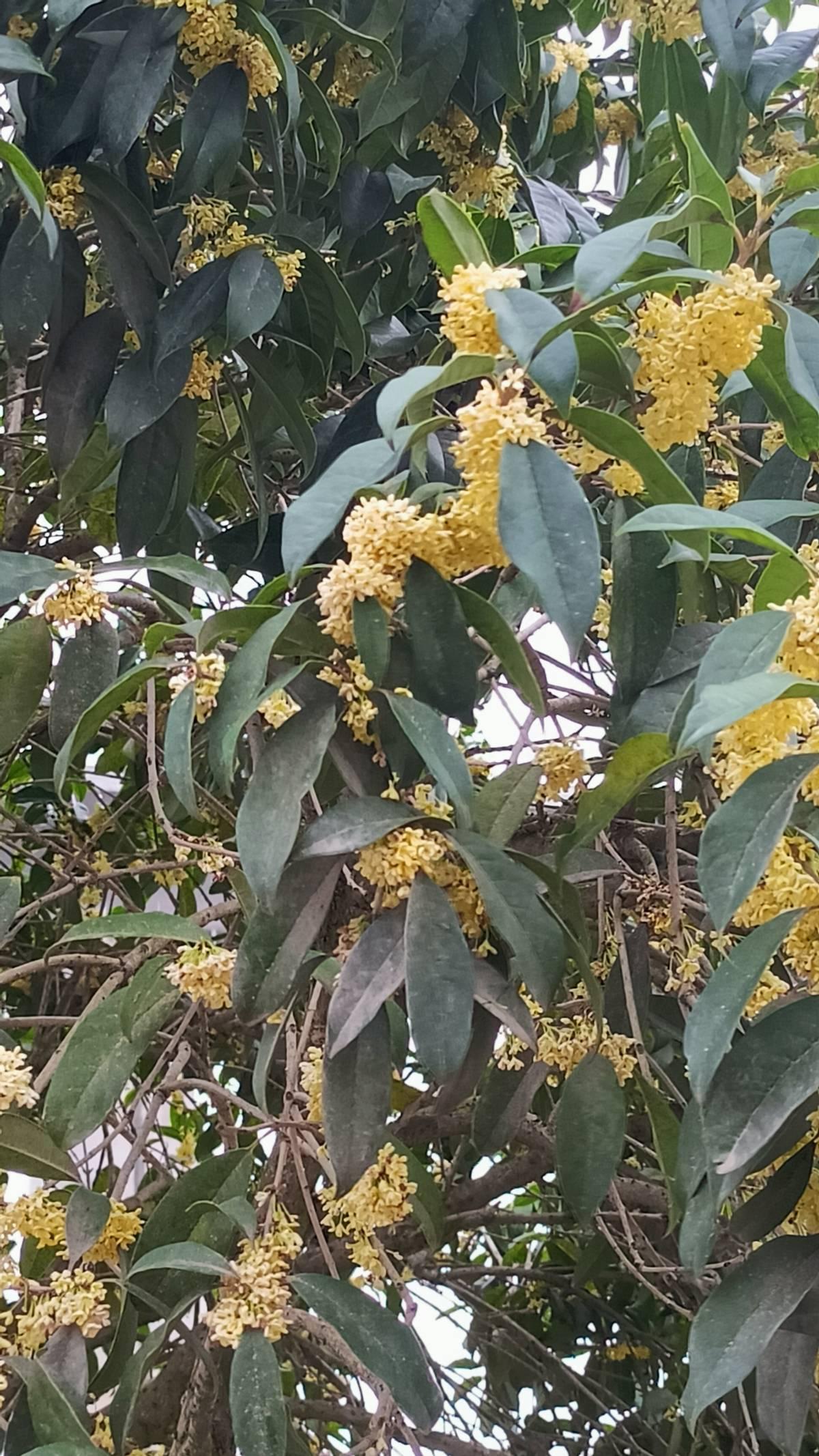 老公把手放到鼻子前闻了闻，告诉我“一股尿骚味”。内裤可以好几天不换。想和我好