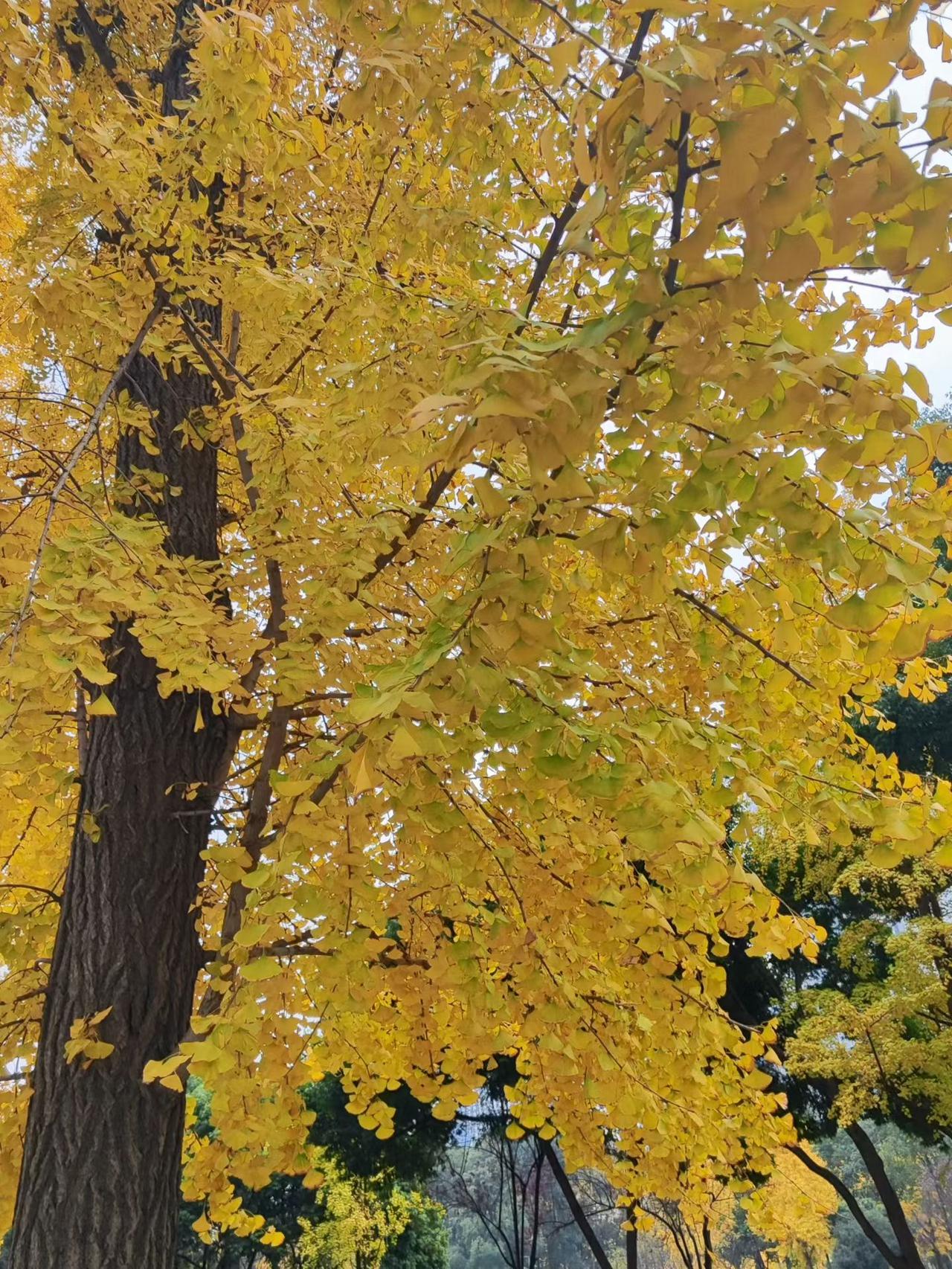冬日生活打卡季冬日生活，那简直就像一杯香醇的热可可，滋味浓郁得很！在朱家角的皇