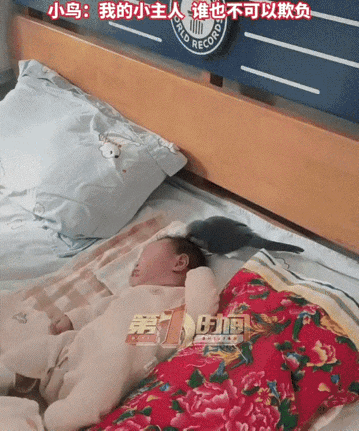 太有灵性了！安徽淮北，一女子在家里养了一只鹦鹉，在生二胎后，鹦鹉一开始还对家里的