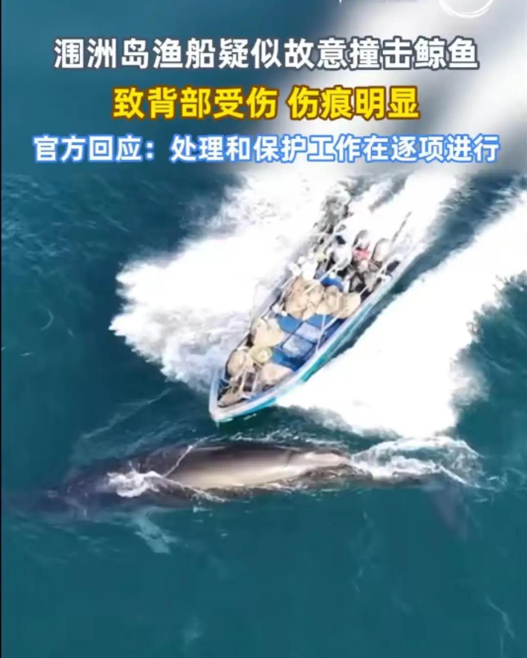 2月7日，广西北海。有网友发布视频，在涠洲岛海域，一艘渔船直接从一头布氏鲸身上开