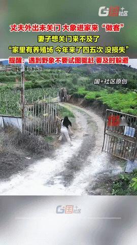 云南景洪,女子在家待着,听到门外有很大的动静,她出去一看,只见大门敞开着,一头野