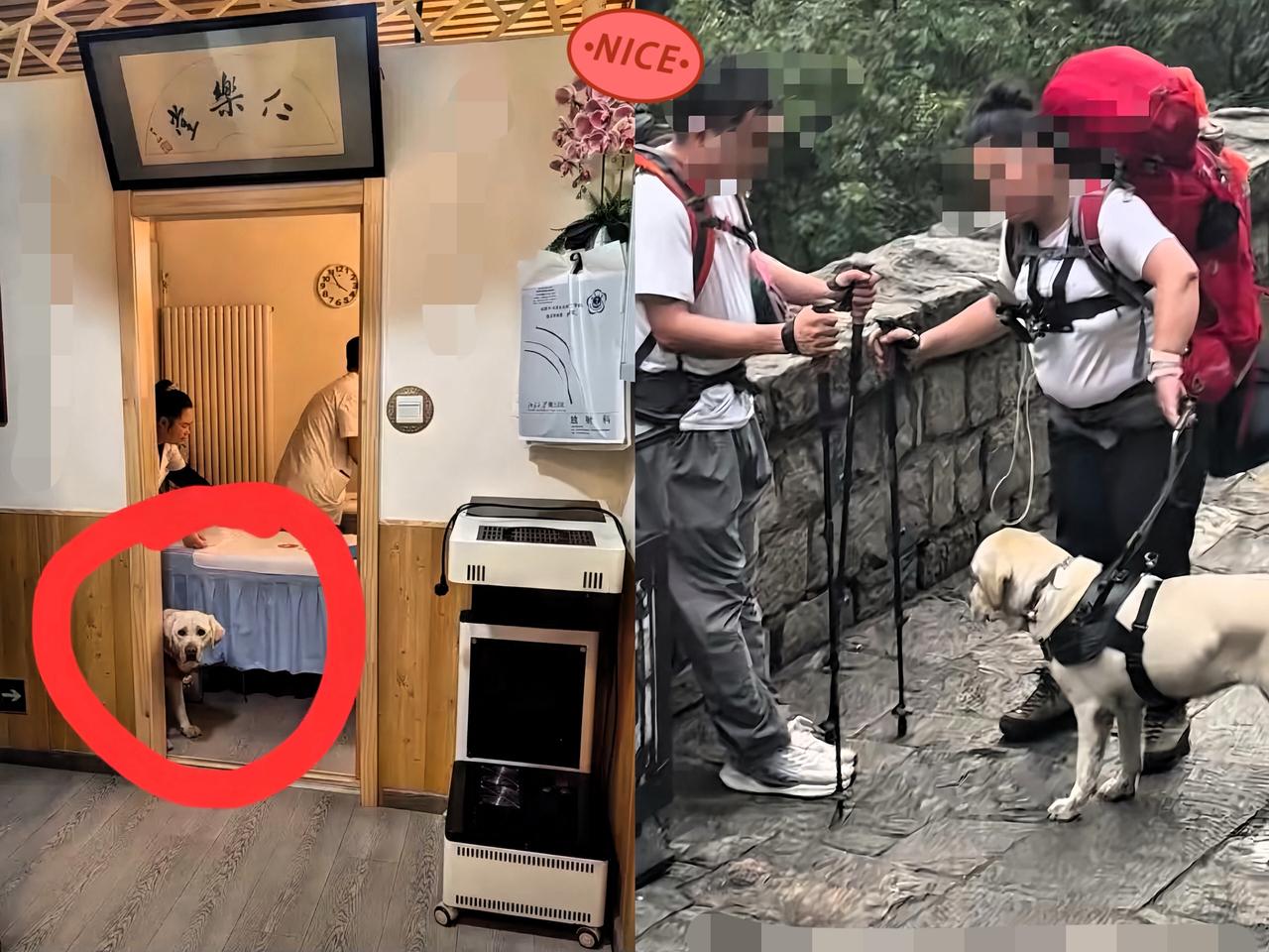 太猖狂了导盲犬芬迪最新后续刚刚，有网友发文称：芬迪现在仍然在北京那对盲