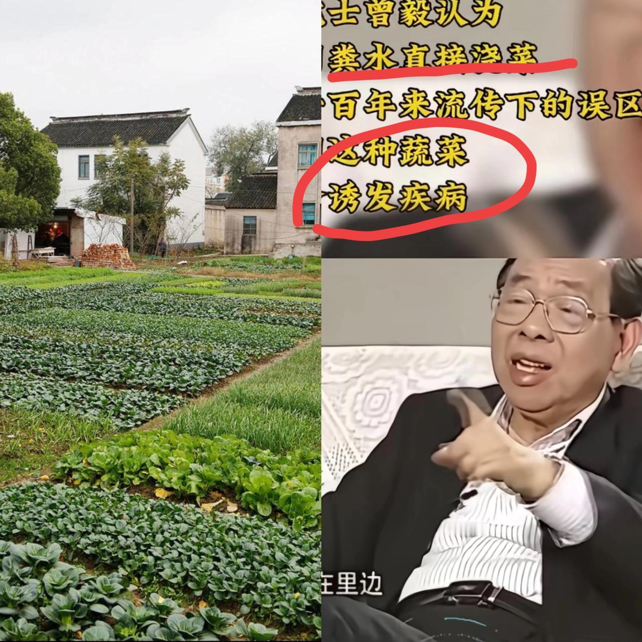 粪水浇菜会污染食物？中科院曾毅院士曾强调农村人直接用粪水浇菜错误，会诱发疾病。这