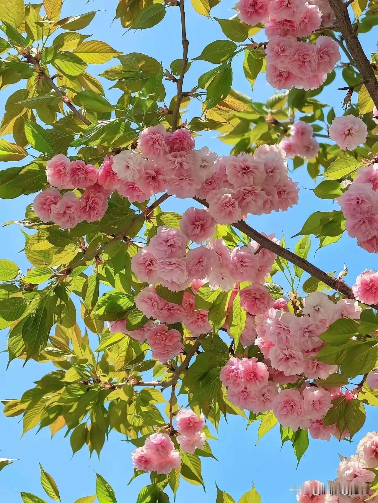 田园风光专治现代人三大心病1. 消解欲望过剩一箪食、一瓢饮、一院花，足够