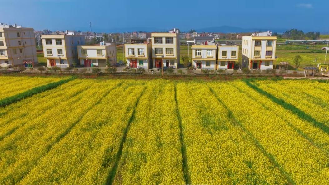 🔥晋宁沙堤油菜花开了！滇池边金色花海刷屏，拍照超出片。昆明早春顶流来了！晋宁沙